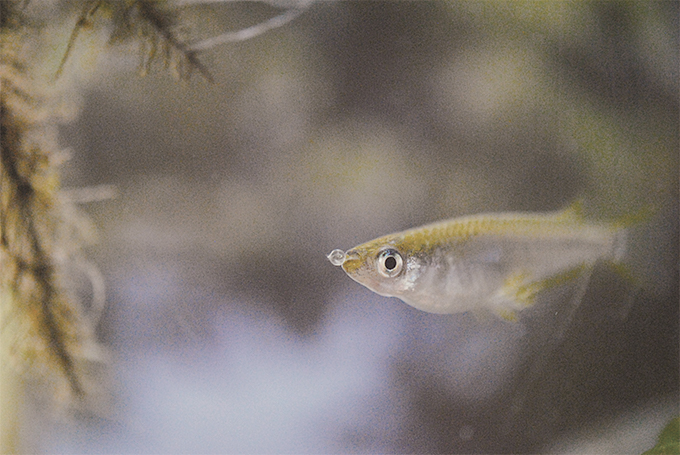 静岡でメダカやクワガタ、カブトムシ、多肉植物販売なら気軽にご連絡ください