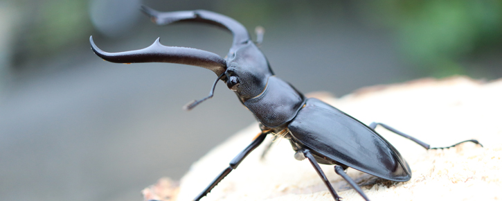 メダクワはメダカやクワガタ、カブトムシなどの圧倒的な品揃え