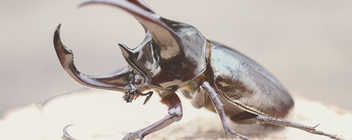 メダクワはメダカやクワガタ、カブトムシなどのアドバイスもできます